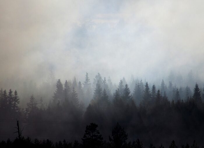 Trees and Smoke